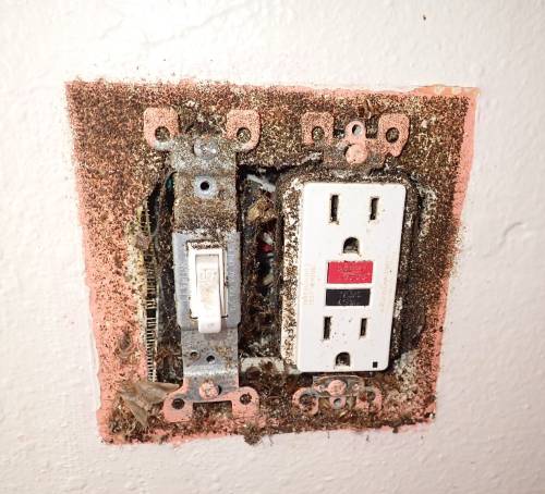 Figure 5: Electrical outlet boxes like this one allow cockroaches to travel in wall voids and between units, as well as harbor inside the voids themselves. To prevent movement and infestation, insecticidal dust or other control materials should be applied inside these voids. Photo credit: Josh Shoemaker